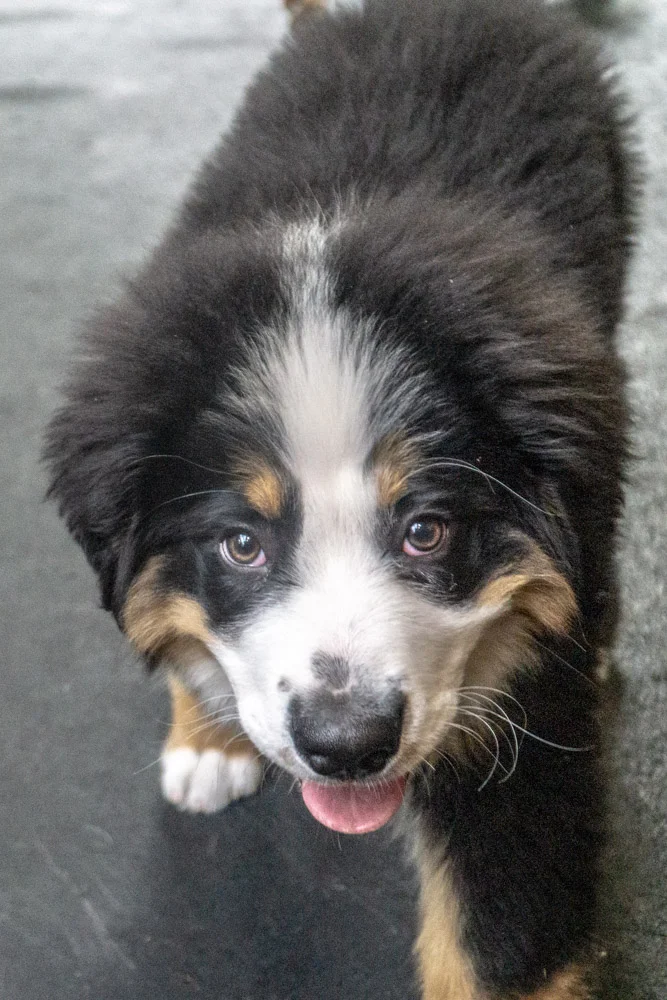 2019-01-26_Unleashed_PuppyClass (22 of 78).jpg