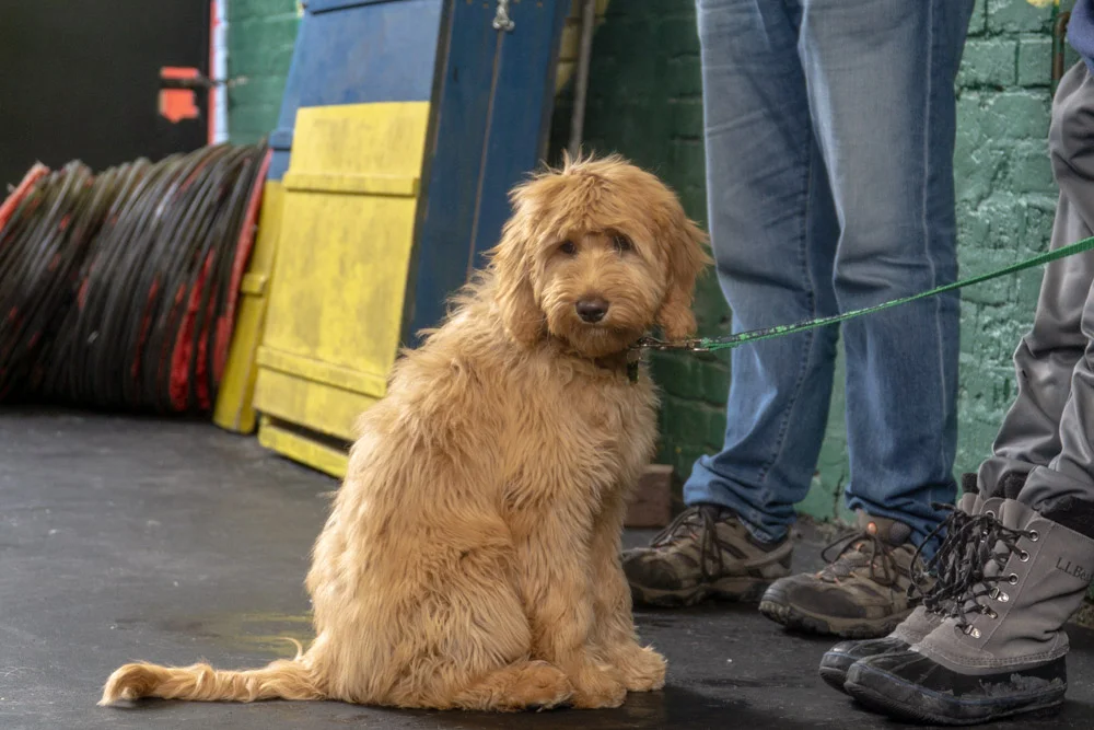 2019-01-26_Unleashed_PuppyClass (24 of 78).jpg