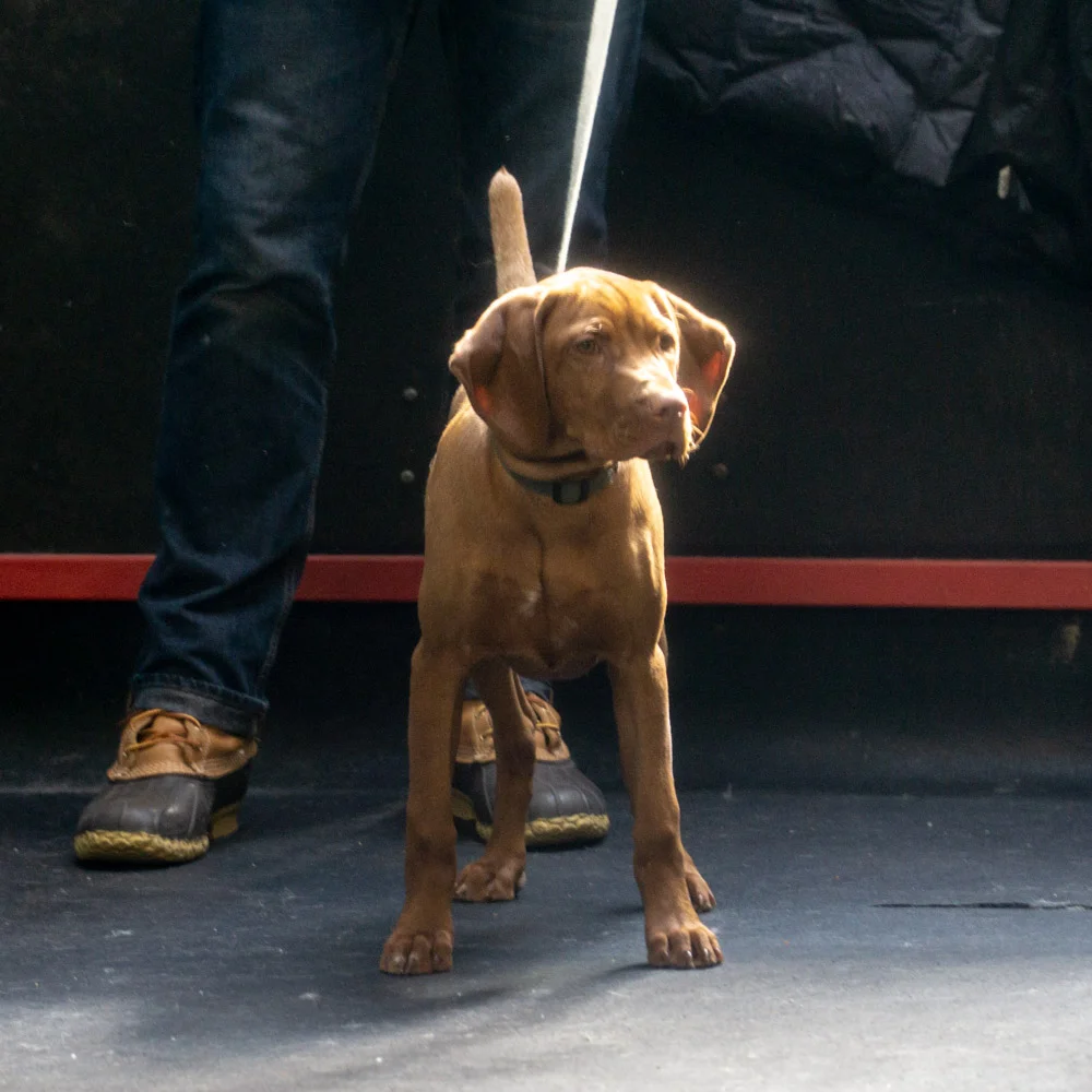 2019-01-26_Unleashed_PuppyClass (33 of 78).jpg