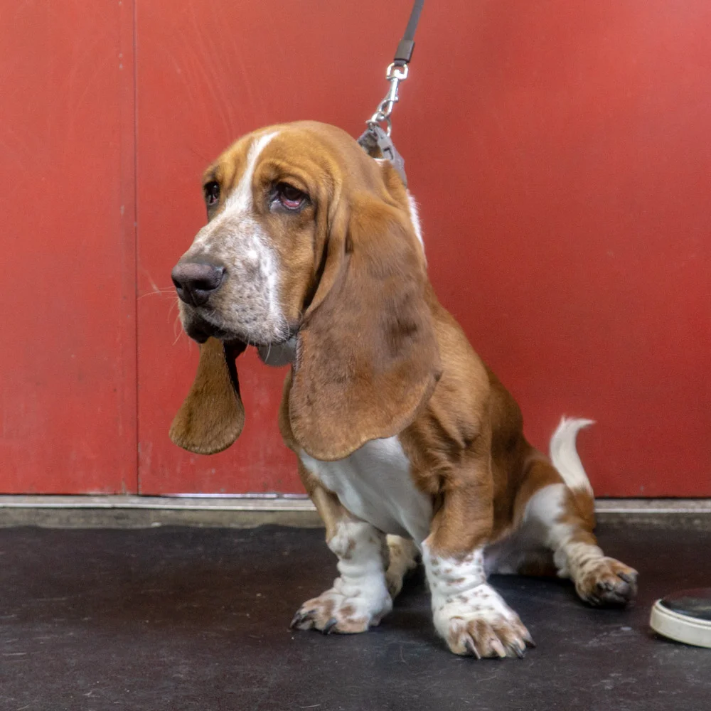 2019-01-26_Unleashed_PuppyClass (35 of 78).jpg
