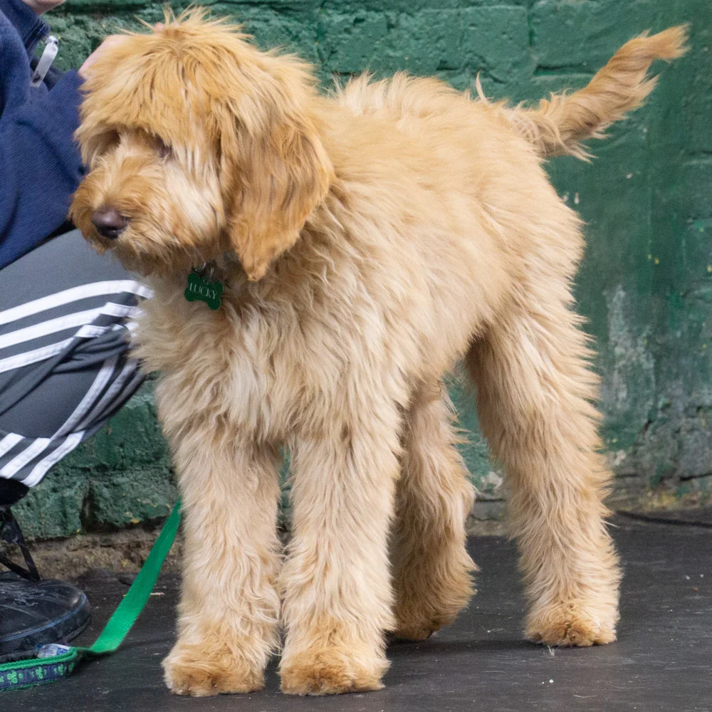 2019-01-26_Unleashed_PuppyClass (42 of 78).jpg