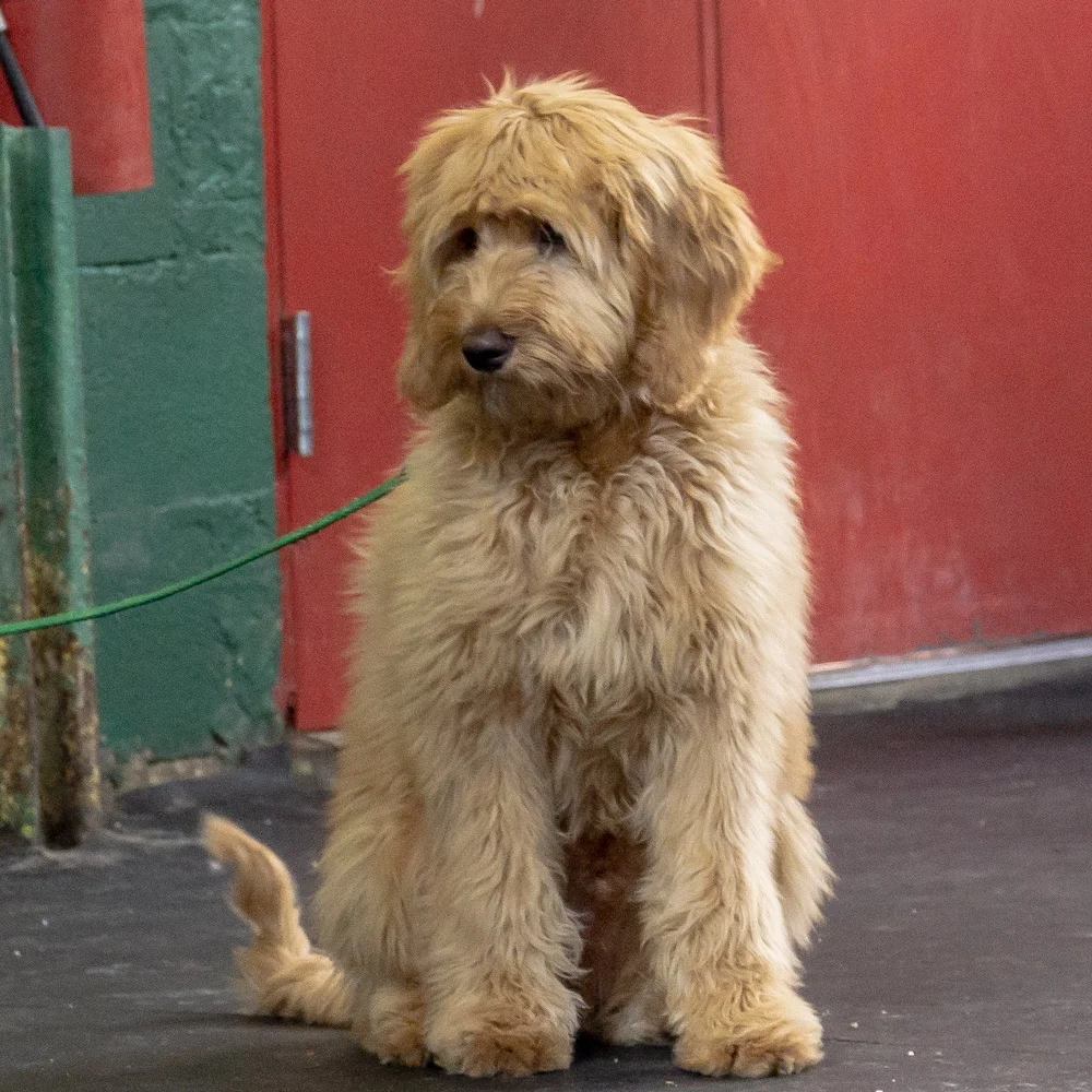 2019-01-26_Unleashed_PuppyClass (44 of 78).jpg