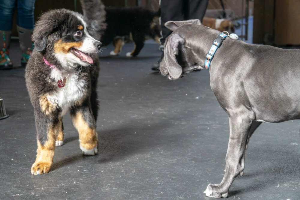 2019-01-26_Unleashed_PuppyClass (46 of 78).jpg