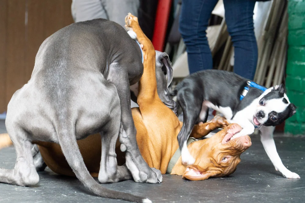 2019-01-26_Unleashed_PuppyClass (47 of 78).jpg