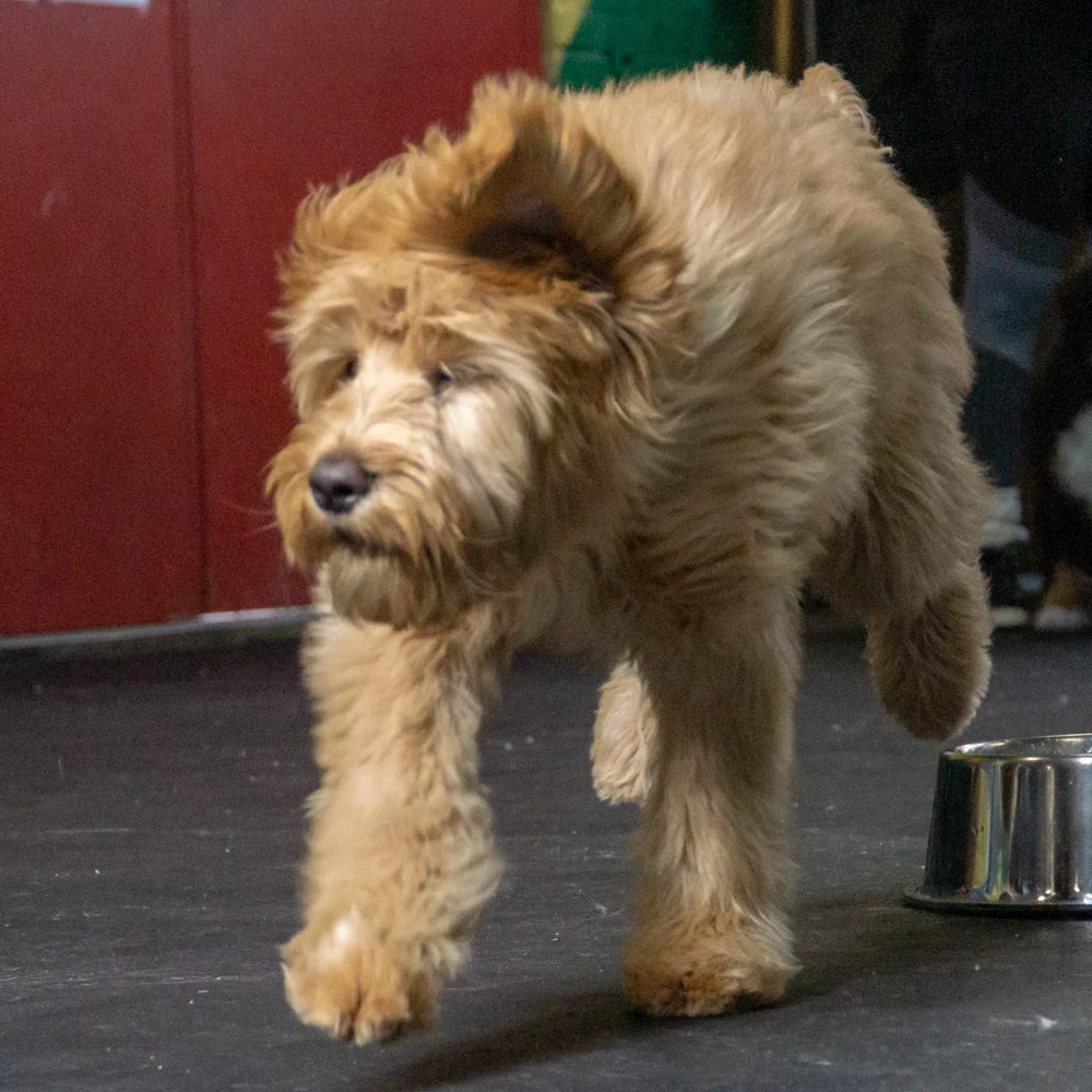 2019-01-26_Unleashed_PuppyClass (49 of 78).jpg