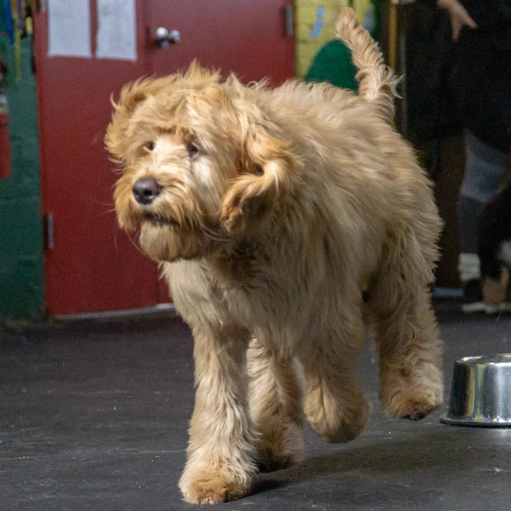 2019-01-26_Unleashed_PuppyClass (50 of 78).jpg