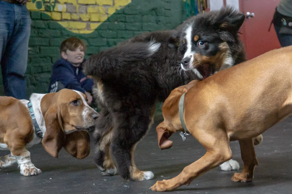 2019-01-26_Unleashed_PuppyClass (52 of 78).jpg