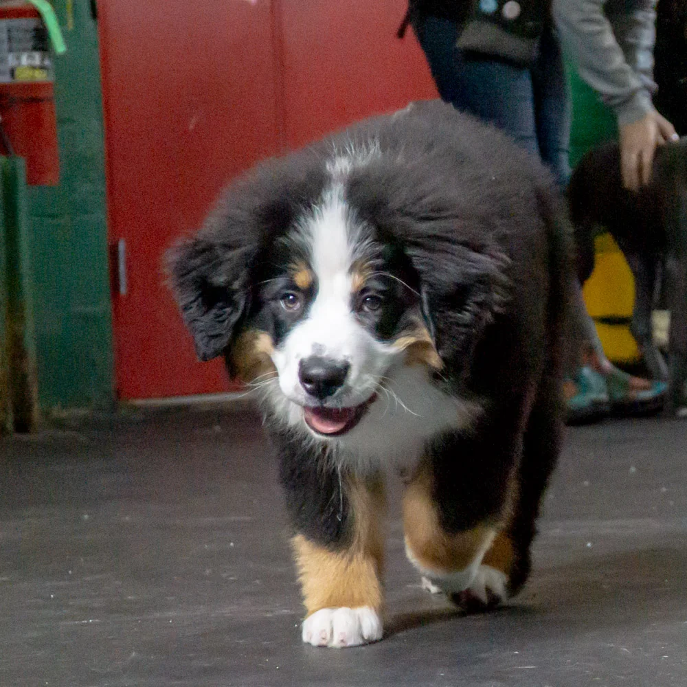 2019-01-26_Unleashed_PuppyClass (53 of 78).jpg