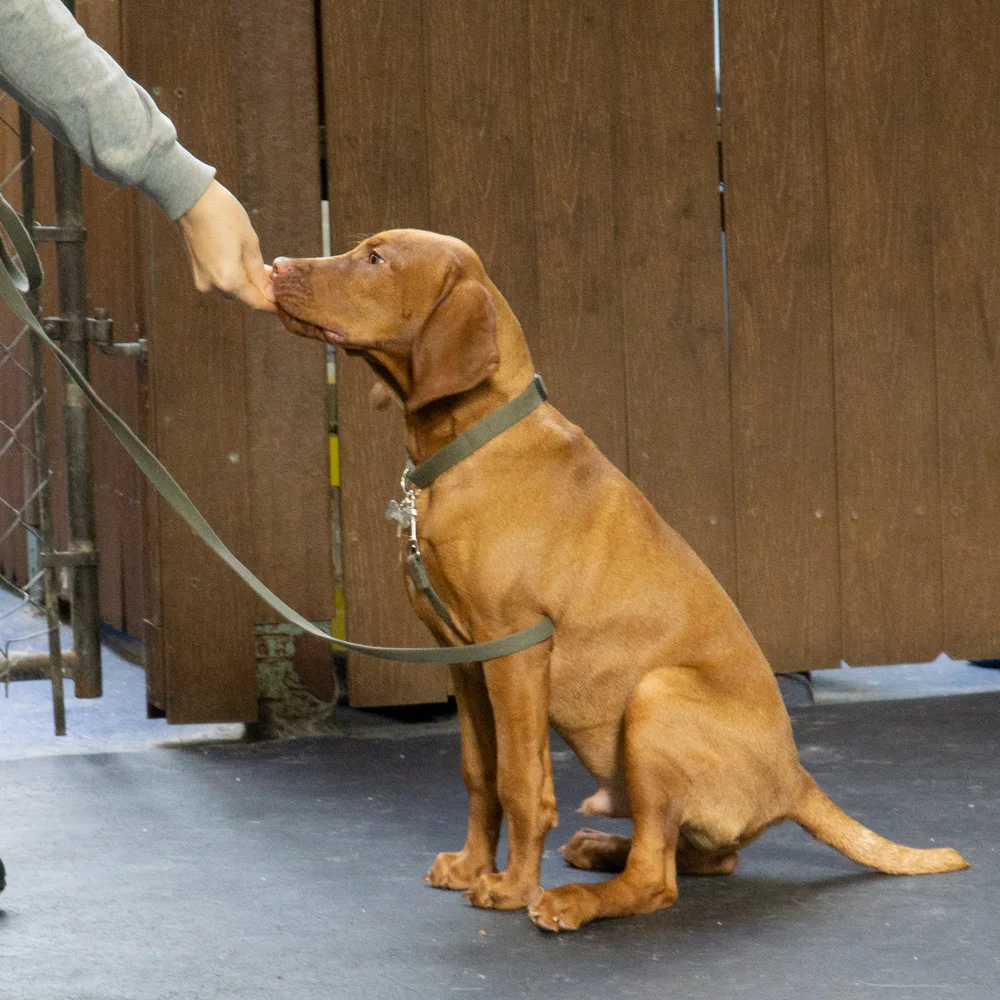 2019-01-26_Unleashed_PuppyClass (65 of 78).jpg