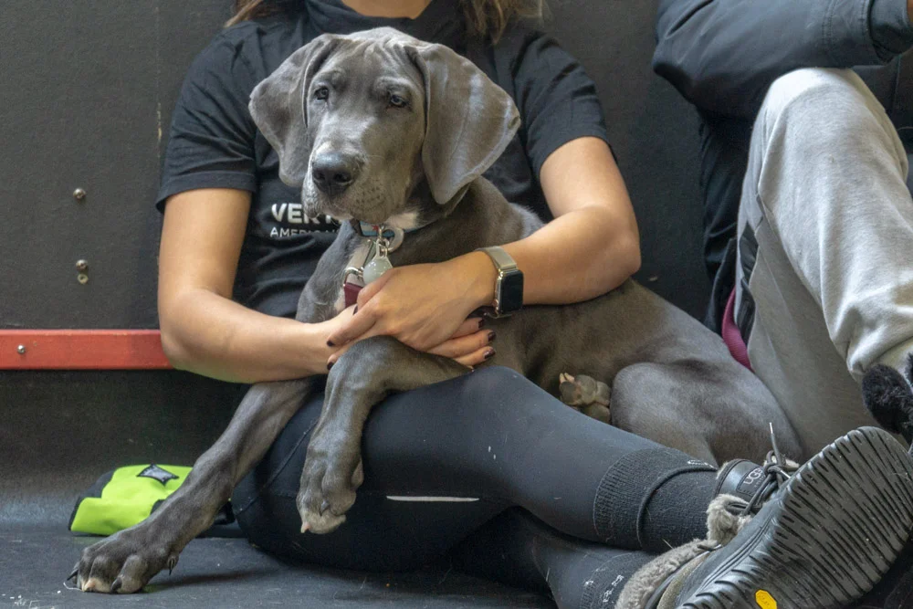 2019-01-26_Unleashed_PuppyClass (67 of 78).jpg