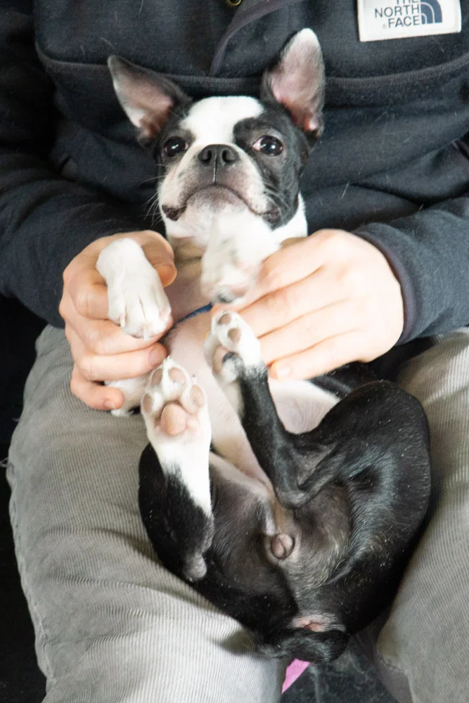 2019-01-26_Unleashed_PuppyClass (72 of 78).jpg