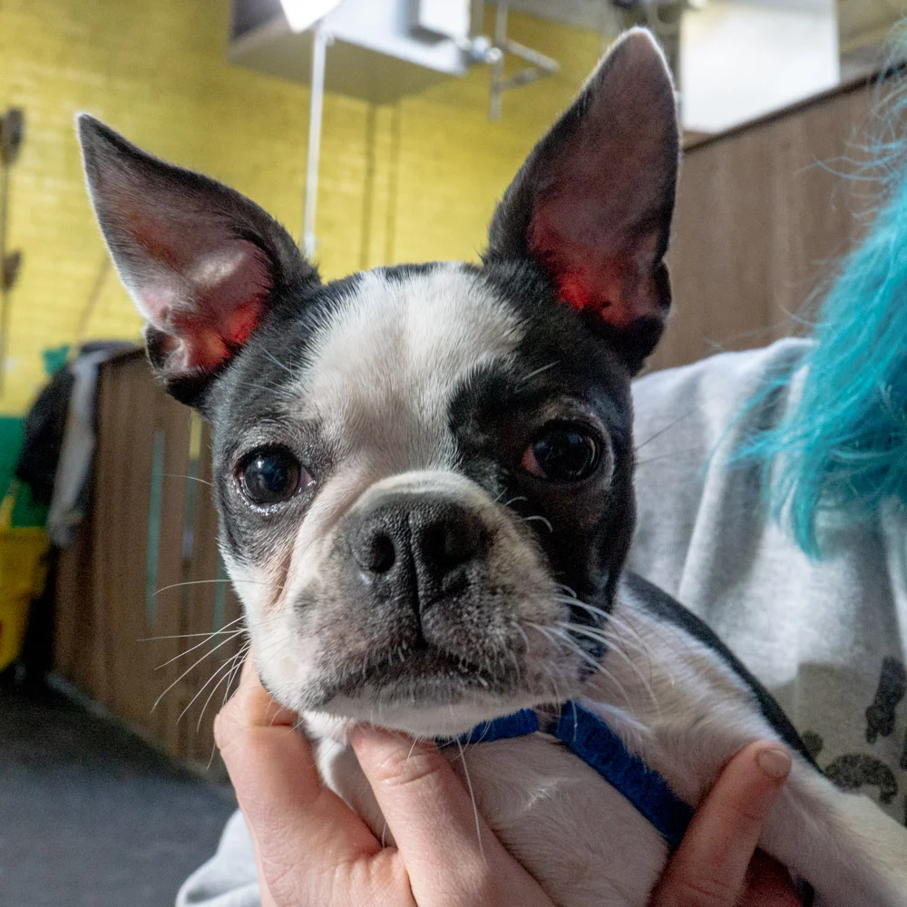 2019-01-26_Unleashed_PuppyClass (76 of 78).jpg