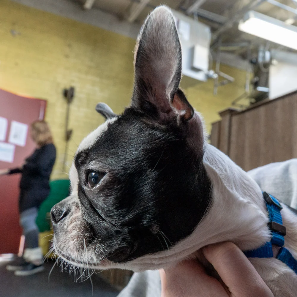 2019-01-26_Unleashed_PuppyClass (78 of 78).jpg