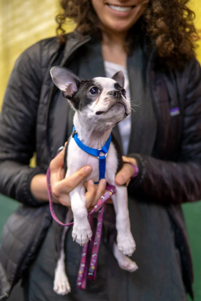 2018-11-17_Unleashed_PuppyClass (22 of 33).jpg