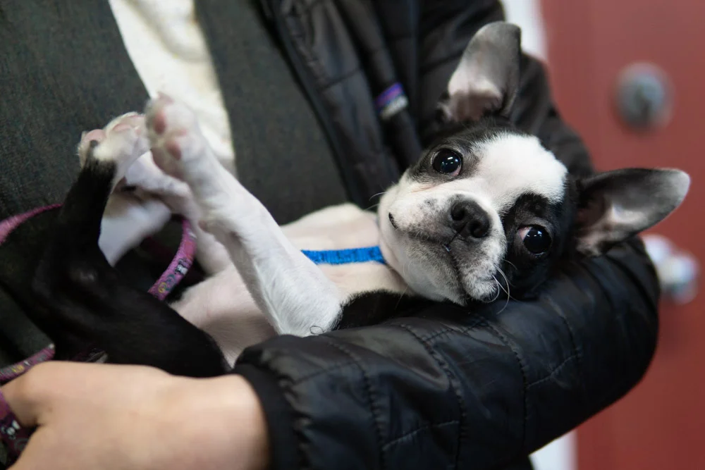 2018-11-17_Unleashed_PuppyClass (23 of 33).jpg