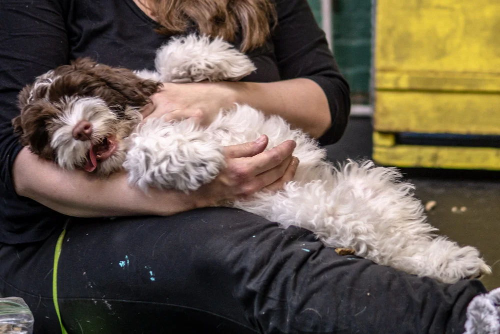 2018-11-17_Unleashed_PuppyClass (25 of 33).jpg