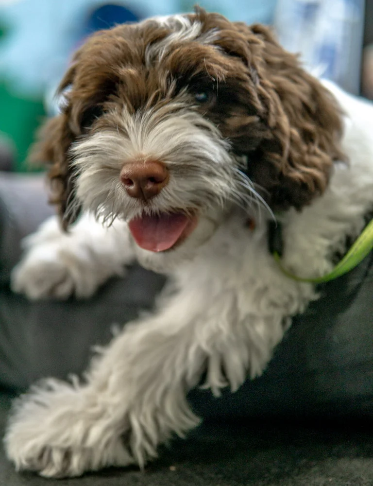 2018-11-17_Unleashed_PuppyClass (32 of 33).jpg