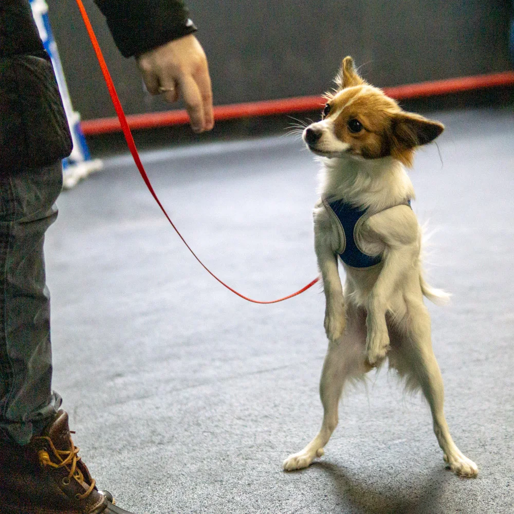 2018-11-17_Unleashed_PuppyClass (3 of 33).jpg