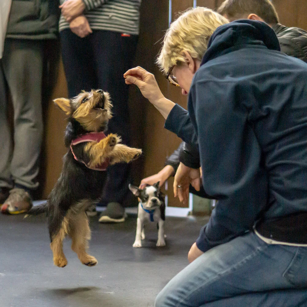 2018-11-17_Unleashed_PuppyClass (10 of 33).jpg