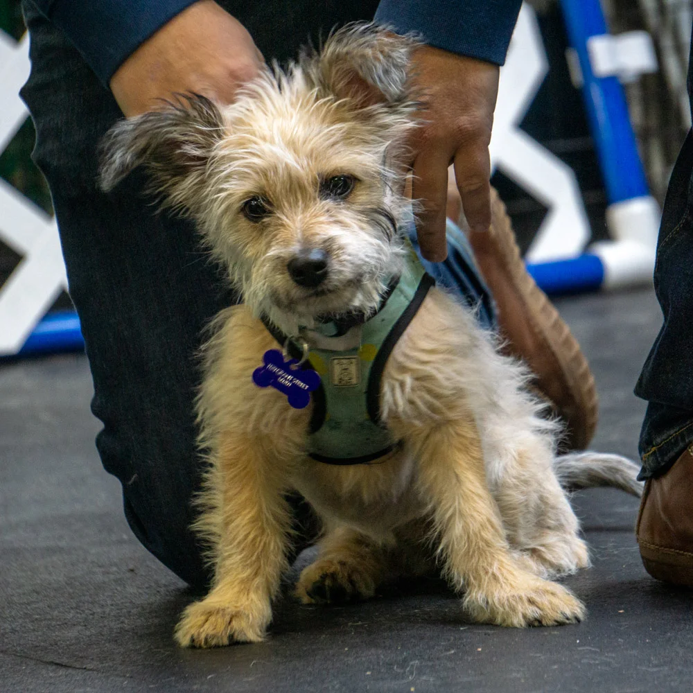 2018-11-17_Unleashed_PuppyClass (13 of 33).jpg