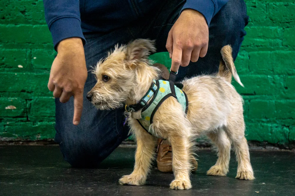 2018-11-17_Unleashed_PuppyClass (15 of 33).jpg