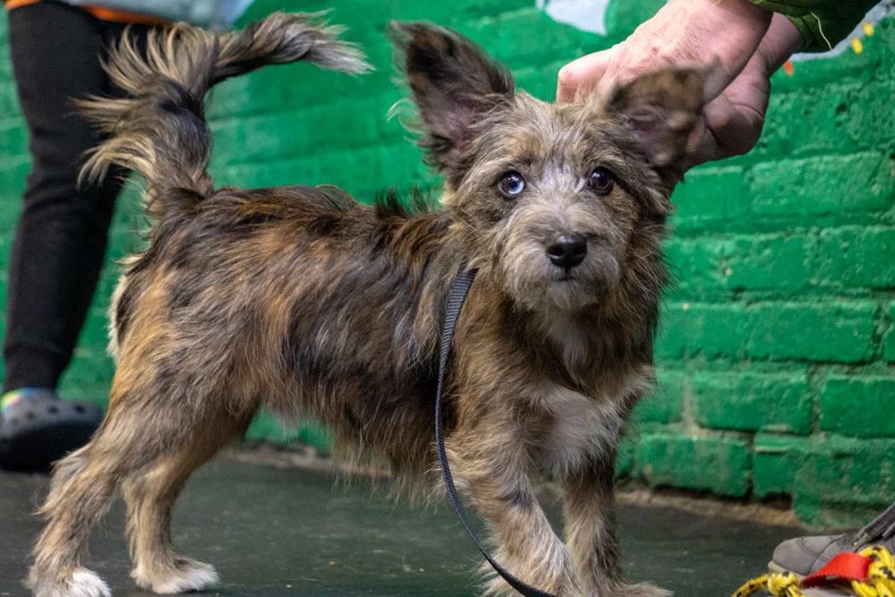 2018-11-17_Unleashed_PuppyClass (16 of 33).jpg