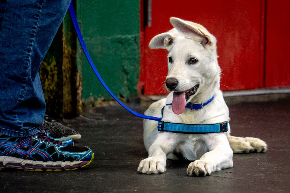 2018-11-17_Unleashed_PuppyClass (17 of 33).jpg