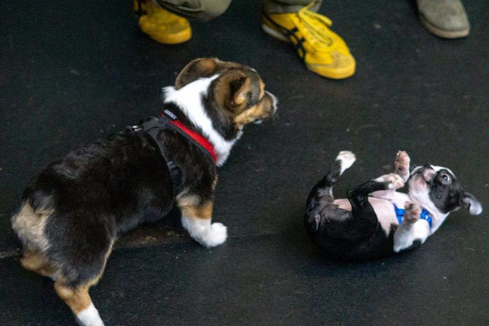 2018-11-17_Unleashed_PuppyClass (20 of 33).jpg