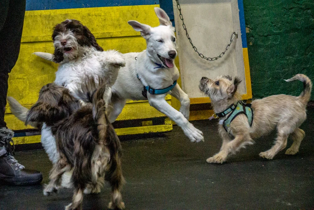 2018-11-17_Unleashed_PuppyClass (19 of 33).jpg