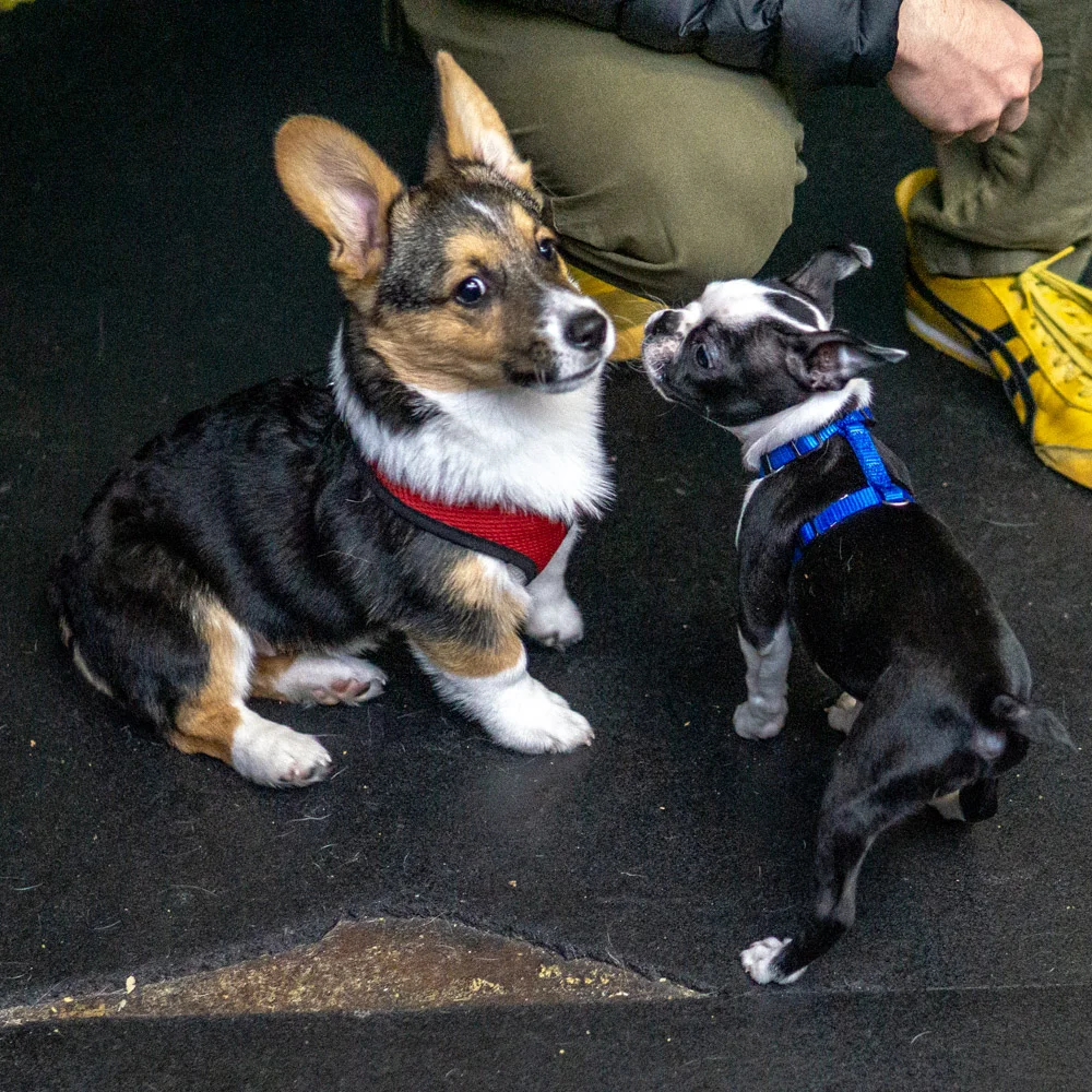2018-11-17_Unleashed_PuppyClass (21 of 33).jpg