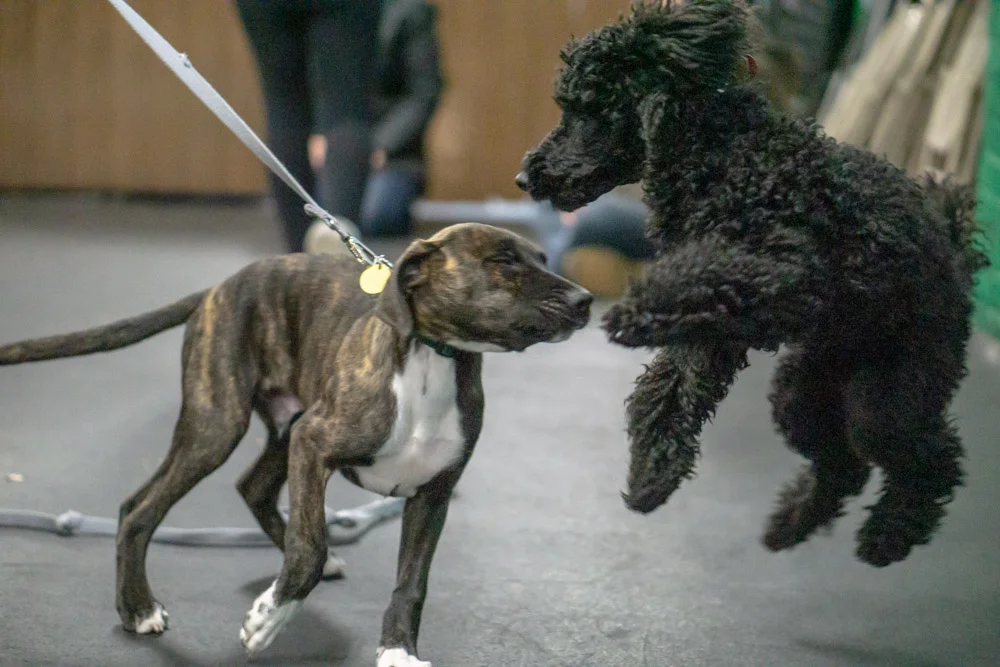 2018-11-08_Unleashed_PuppyClass (2 of 38).jpg