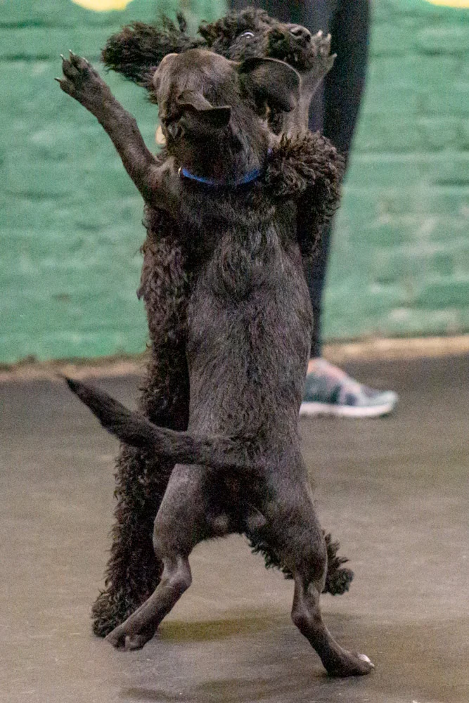 2018-11-08_Unleashed_PuppyClass (5 of 38).jpg