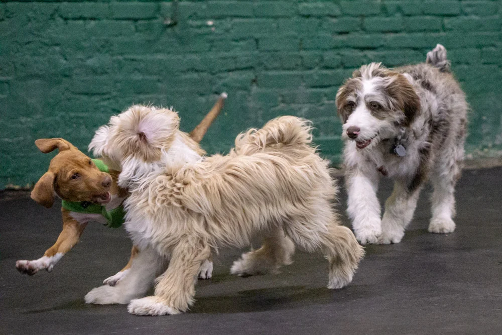 2018-11-08_Unleashed_PuppyClass (8 of 38).jpg