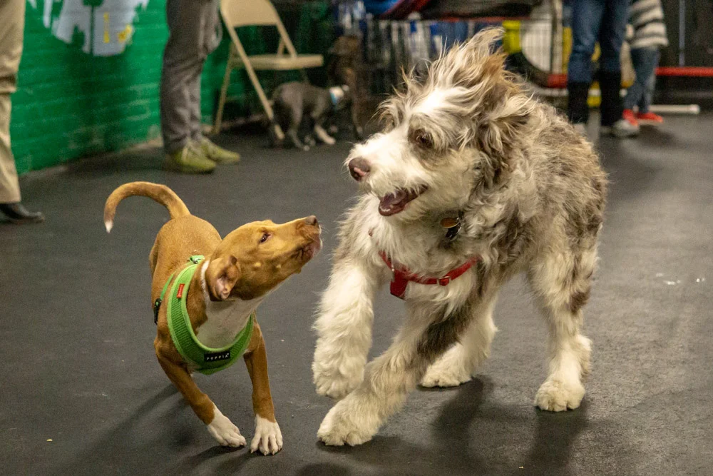 2018-11-08_Unleashed_PuppyClass (12 of 38).jpg