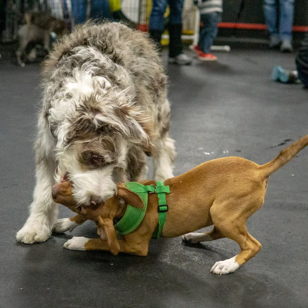 2018-11-08_Unleashed_PuppyClass (13 of 38).jpg
