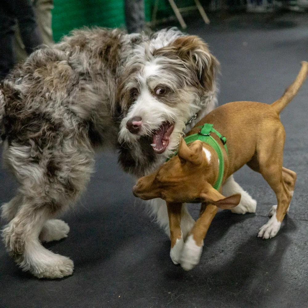 2018-11-08_Unleashed_PuppyClass (14 of 38).jpg