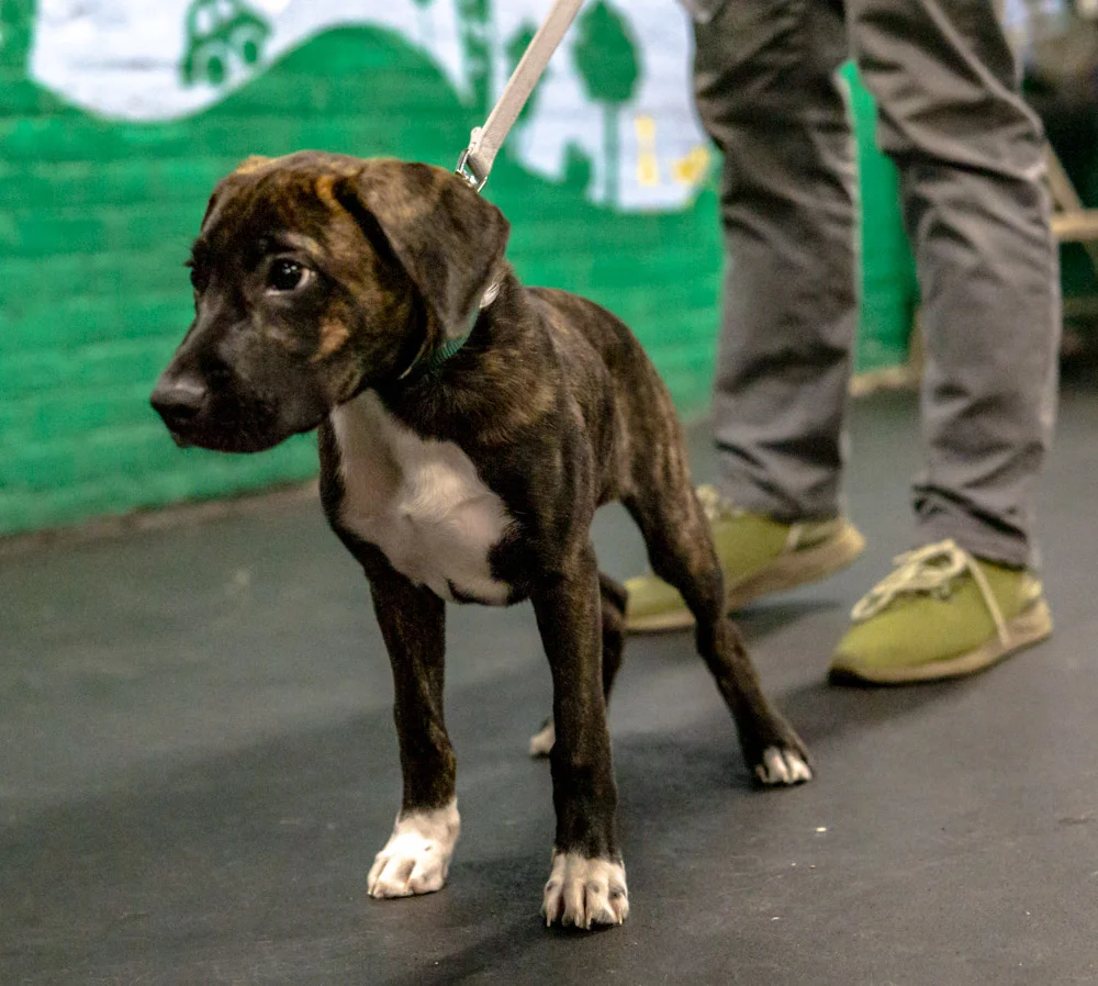 2018-11-08_Unleashed_PuppyClass (16 of 38).jpg