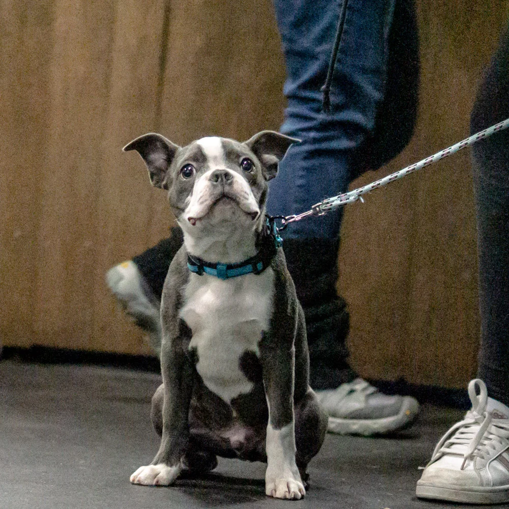2018-11-08_Unleashed_PuppyClass (17 of 38).jpg