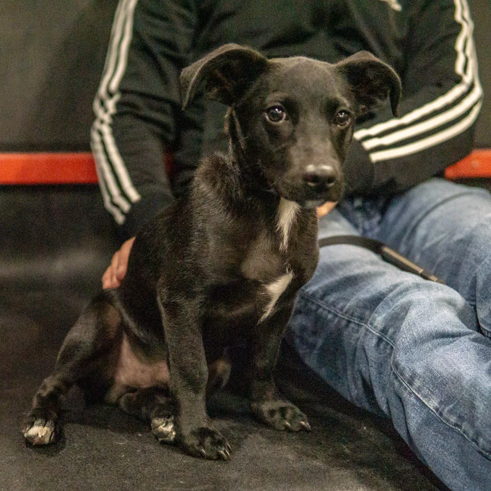2018-11-08_Unleashed_PuppyClass (31 of 38).jpg