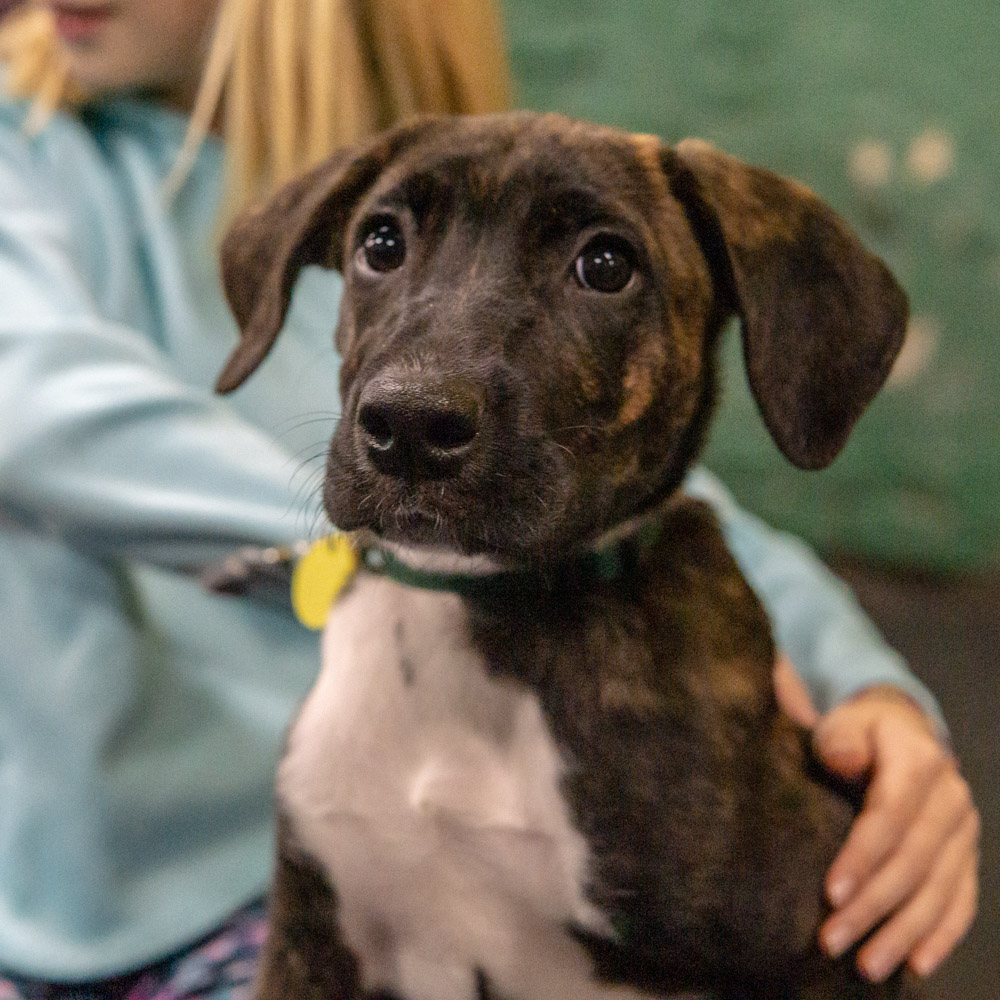2018-11-08_Unleashed_PuppyClass (37 of 38).jpg