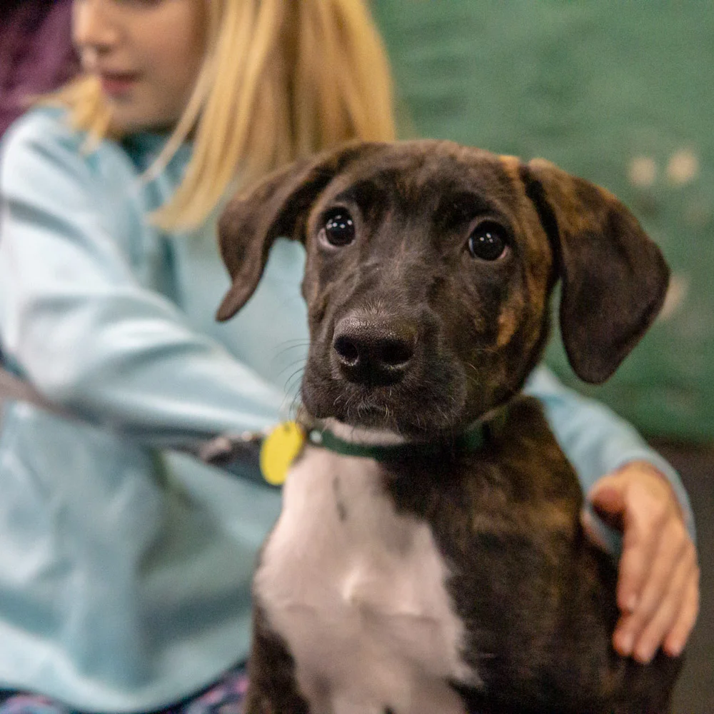 2018-11-08_Unleashed_PuppyClass (38 of 38).jpg