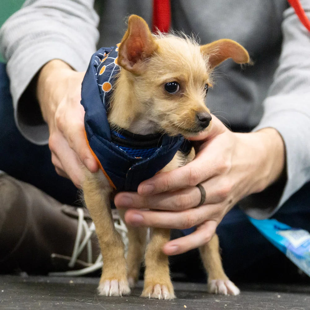 2018-11-29_Unleashed_PuppyClass (18 of 34).jpg