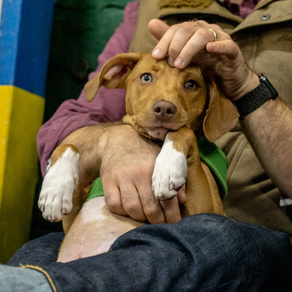 2018-11-29_Unleashed_PuppyClass (22 of 34).jpg