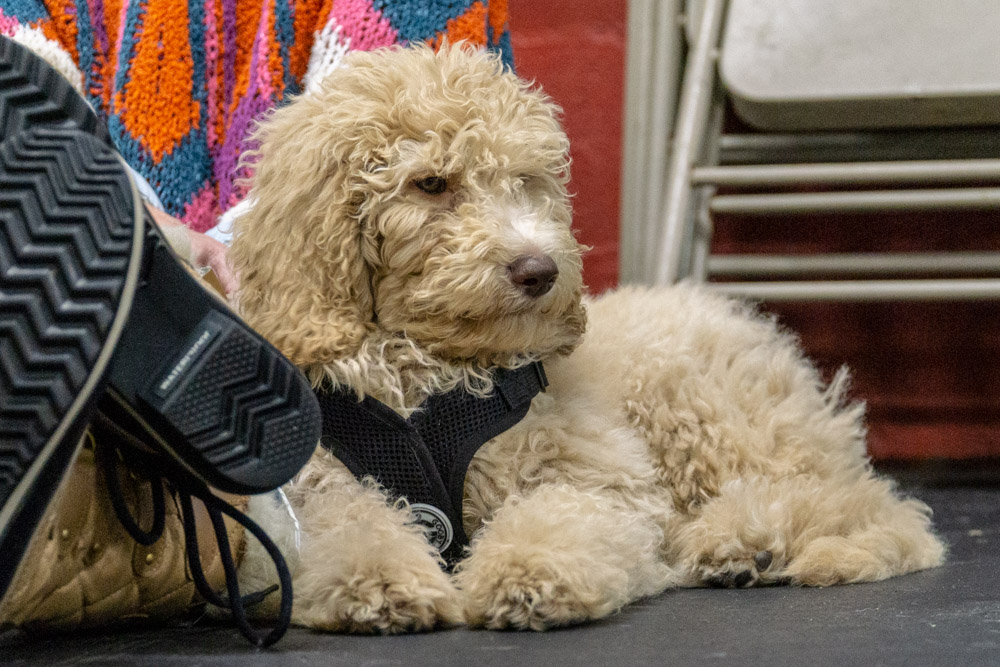 2018-11-29_Unleashed_PuppyClass (32 of 34).jpg