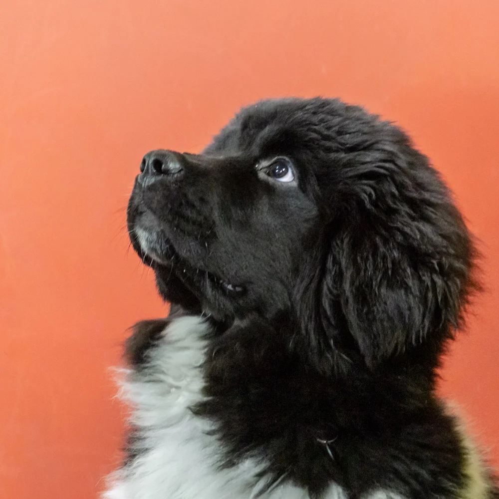 2018-11-29_Unleashed_PuppyClass (3 of 34).jpg