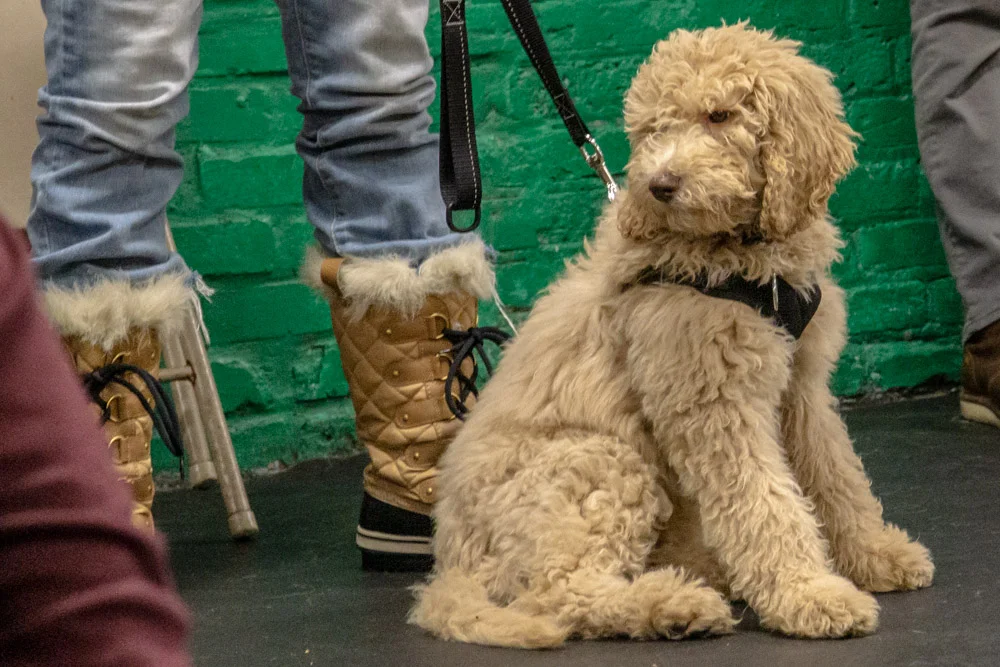 2018-11-29_Unleashed_PuppyClass (4 of 34).jpg