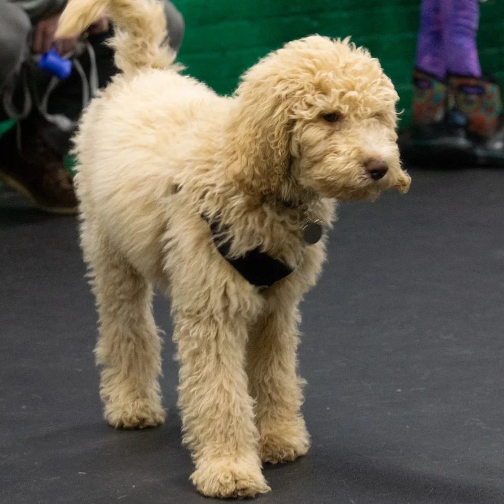 2018-11-29_Unleashed_PuppyClass (7 of 34).jpg