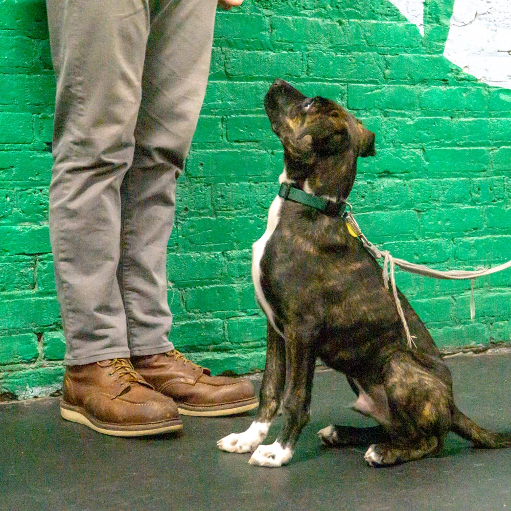 2018-11-29_Unleashed_PuppyClass (8 of 34).jpg