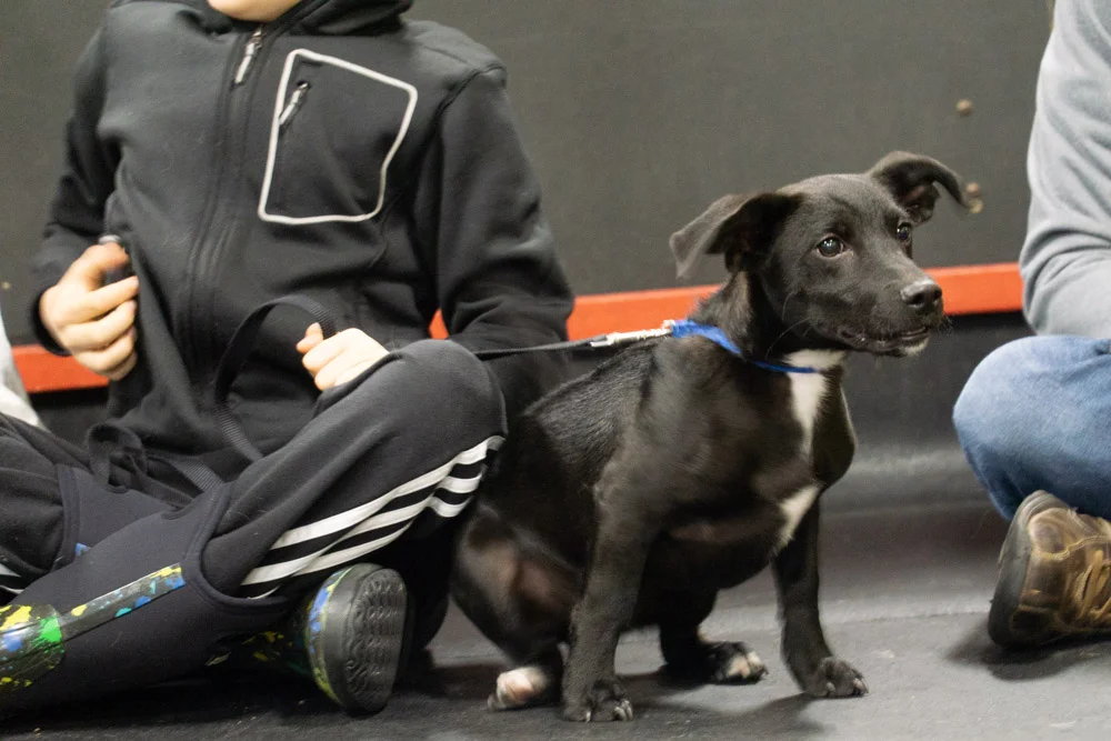 2018-11-29_Unleashed_PuppyClass (14 of 34).jpg