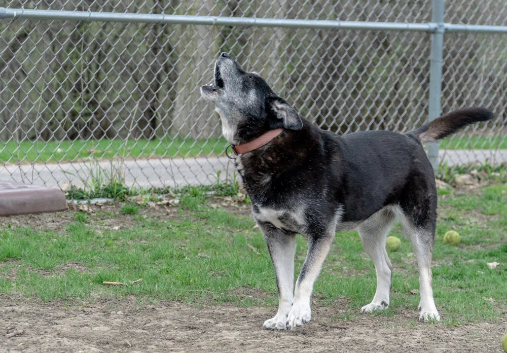 Kima
